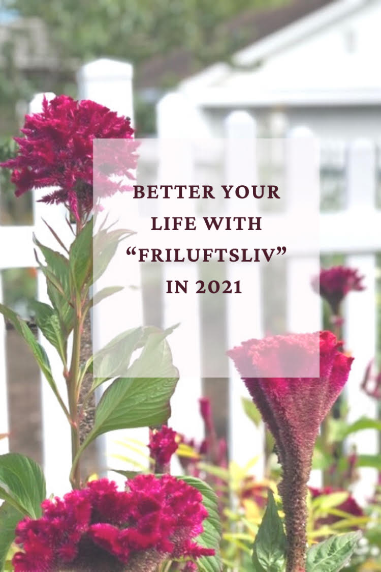 beautiful reddish pink perennials against a white picket fencer