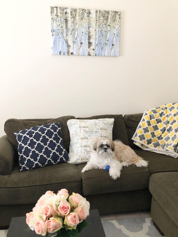 A Shih Tzu pup on a green sectional sofa below a canvas print of birch trees by Lisa Audit