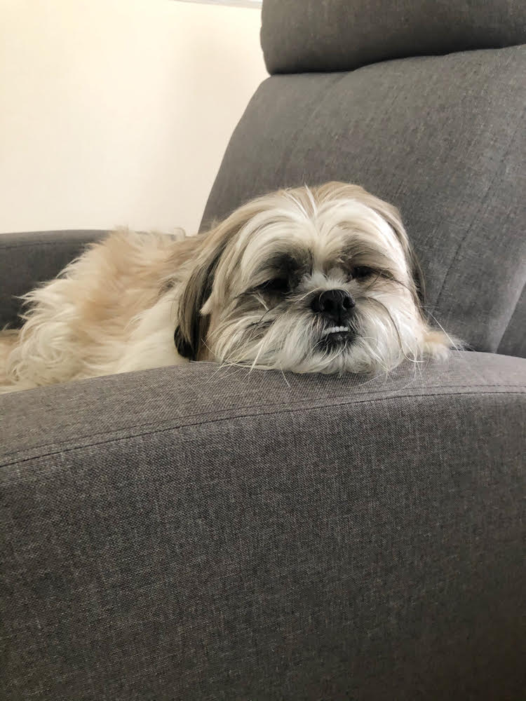 Shih Tzu pup in a gray living room recliner chair