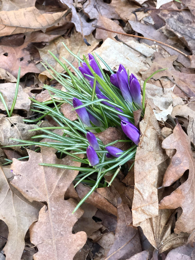 pretty purple crocus against a bed of brown leaves