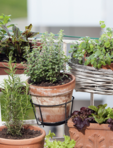 potted herbs in terra cotta pots on a balcony