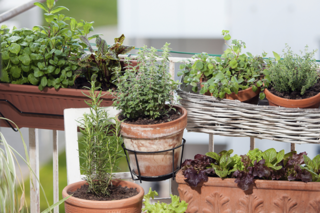potted herbs in terra cotta pots on a balcony