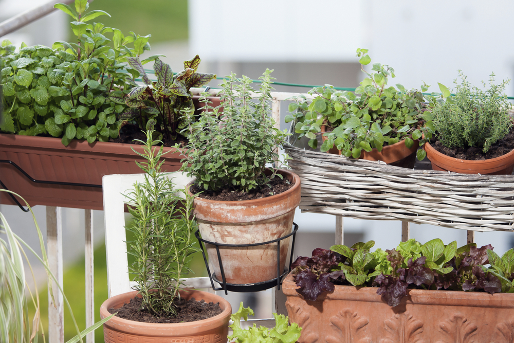 Even a small balcony is enough space for a small vegetable or herb garden.