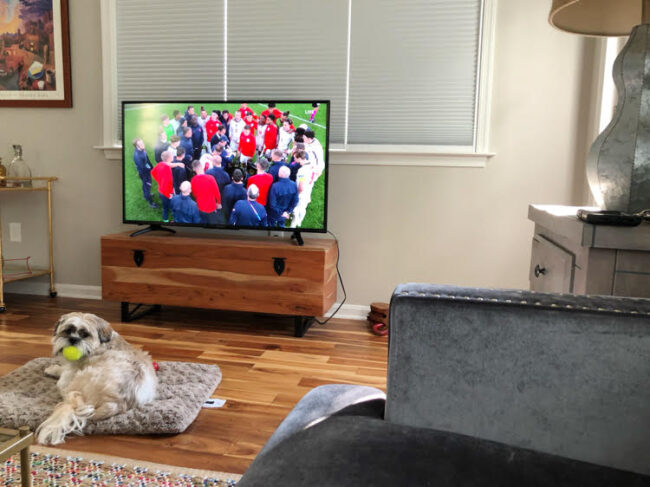 dog in front of a TV in a living room with a sectional sofa and a wood floor