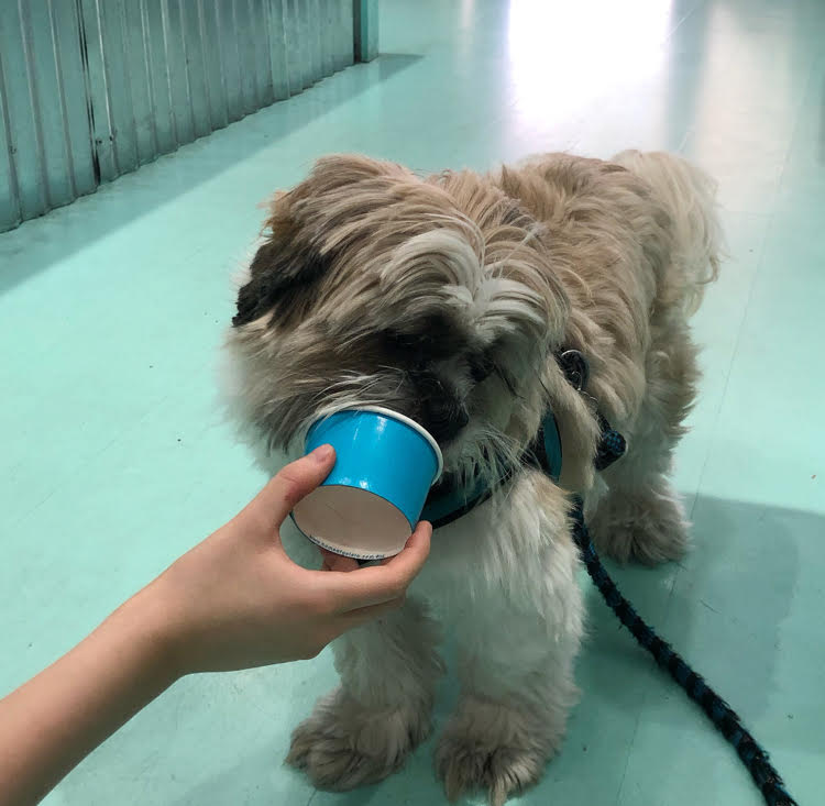 dog enjoying some doggie ice cream at Salty Paws ice cream ship in Annapolis, Maryland