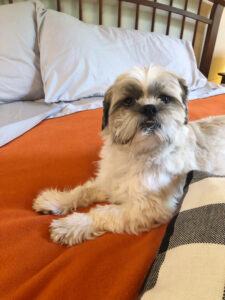 Shih Tzu pup on a bed dressed for Autumn with a Therapedic mattress pad and luxurious Therapedic gray sheets.