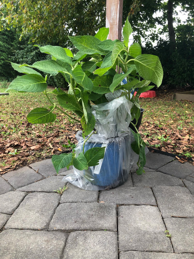 I was shipped a beautiful hydrangea from PlantingTree.com