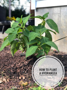 Follow these tips for planting a hydrangea plant.