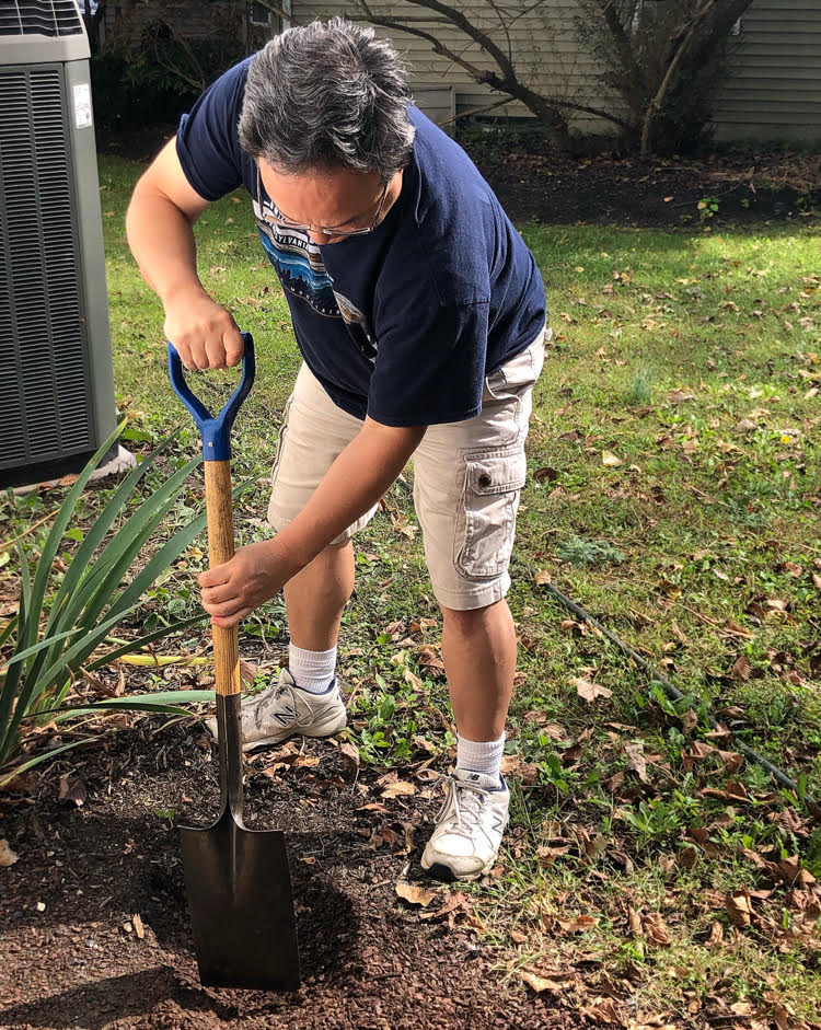 digging home to plant a hydrangea plant in fall