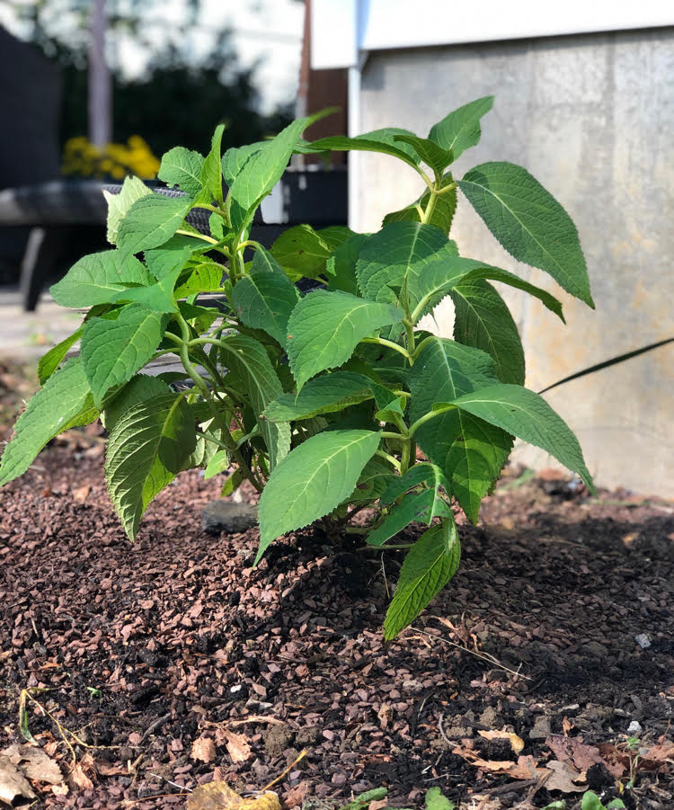 The fall is a good time to plant bushes like hydrangea.