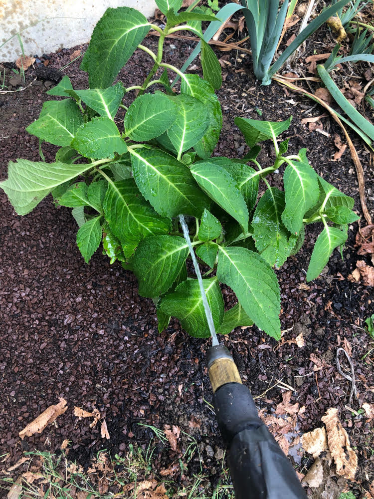 I watered my new hydrangea for 5 minutes after planting.