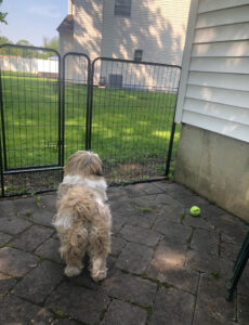 I love my easy to install dog fence from Amazon!