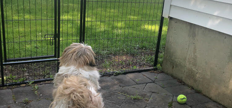 Outdoor Patio Dog Enclosure (Amazon Find)