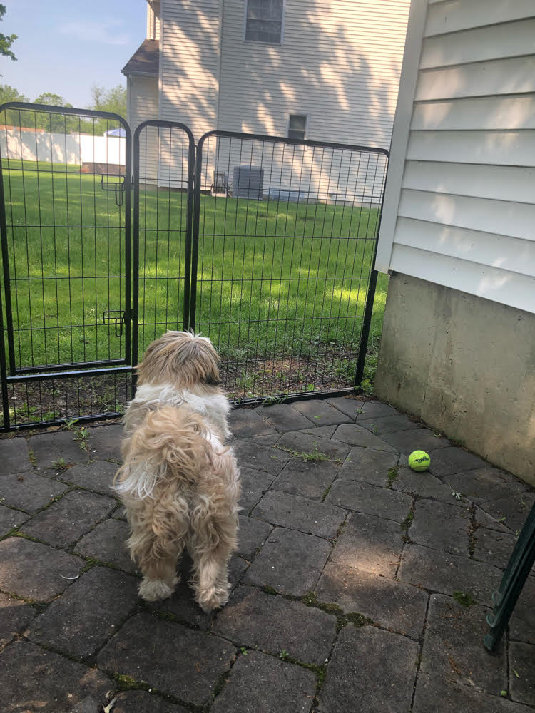 Patio 2025 dog fence