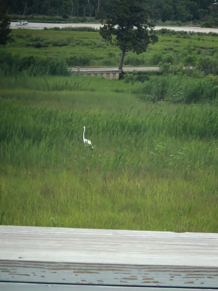 We saw a variety of birds at Cattus Island Park.