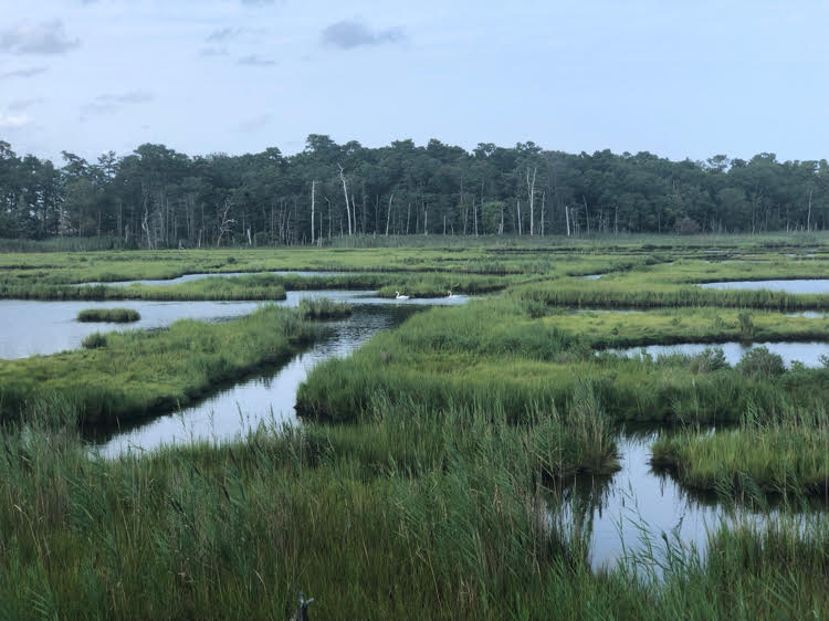 Cattus Island Park in Toms River, NJ, is a great place for bird watching. We were able to spot two swans on one of our trips. 