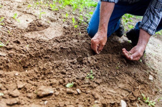 planting seeds in garden