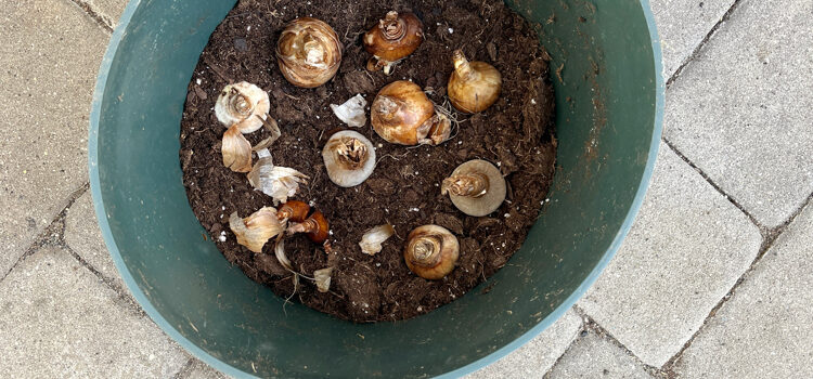 Planting Spring Bulbs in Planters