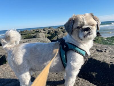 dog in a dog harness on the beach