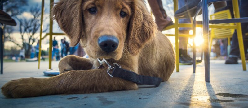 Our Picks: 4 Dog Parks Near Fort Collins, Colorado