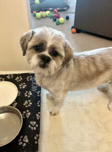 dog by his dog bowls