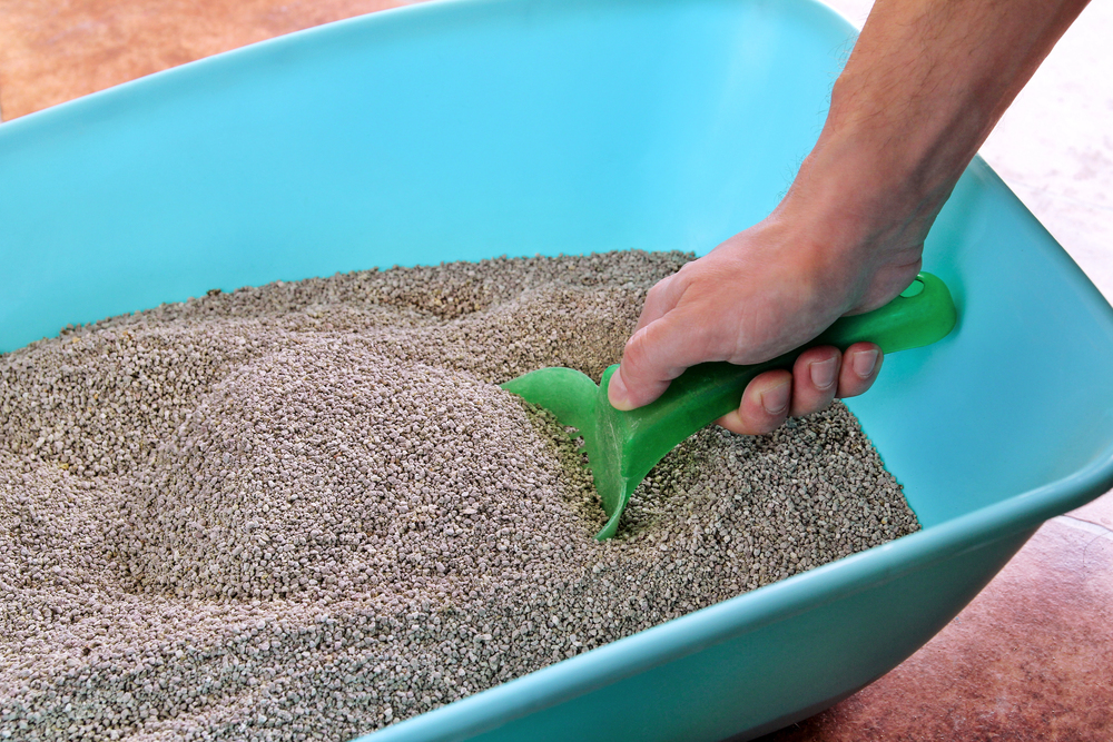 scooping the litter box