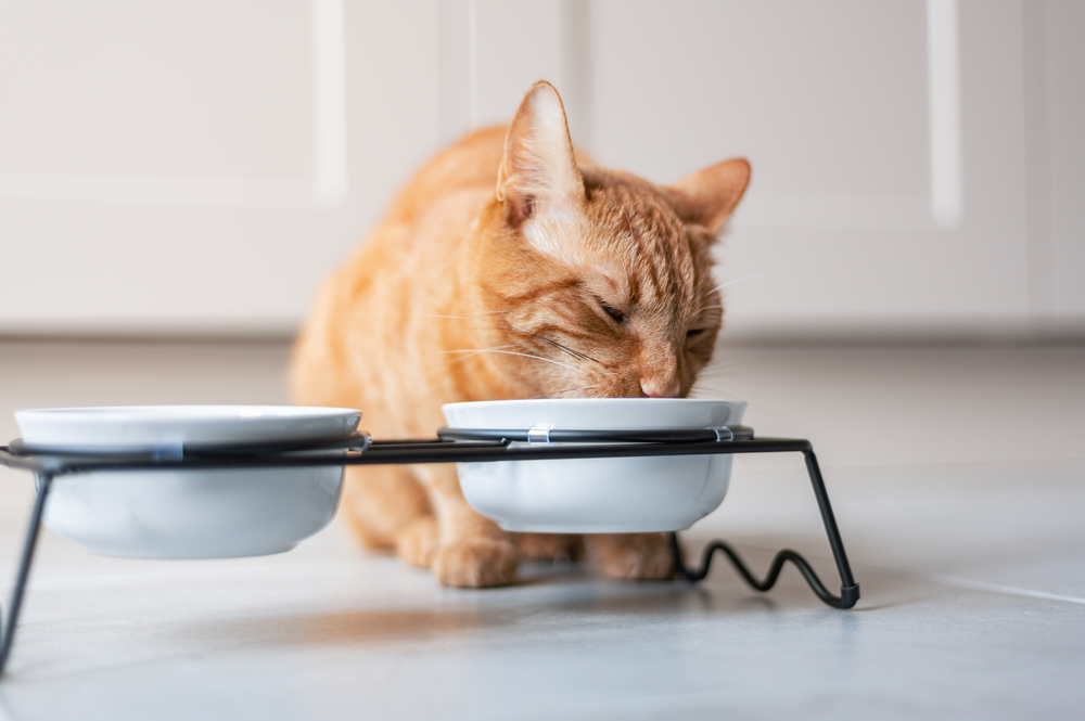 Ginger cat is eating dry food from bowl on the kitchen at home.