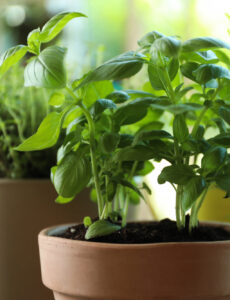 Use these helpful tips to successfully grow warm-weather herbs and veggies this summer.
