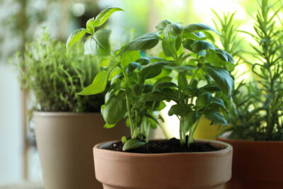 Use these helpful tips to successfully grow warm-weather herbs and veggies this summer.