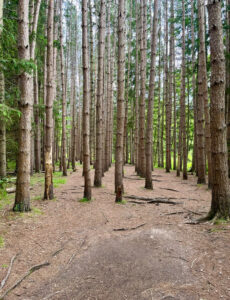 a beautiful pine forest in the Poconos