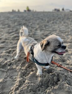 small Shih Tzu dog on the beach