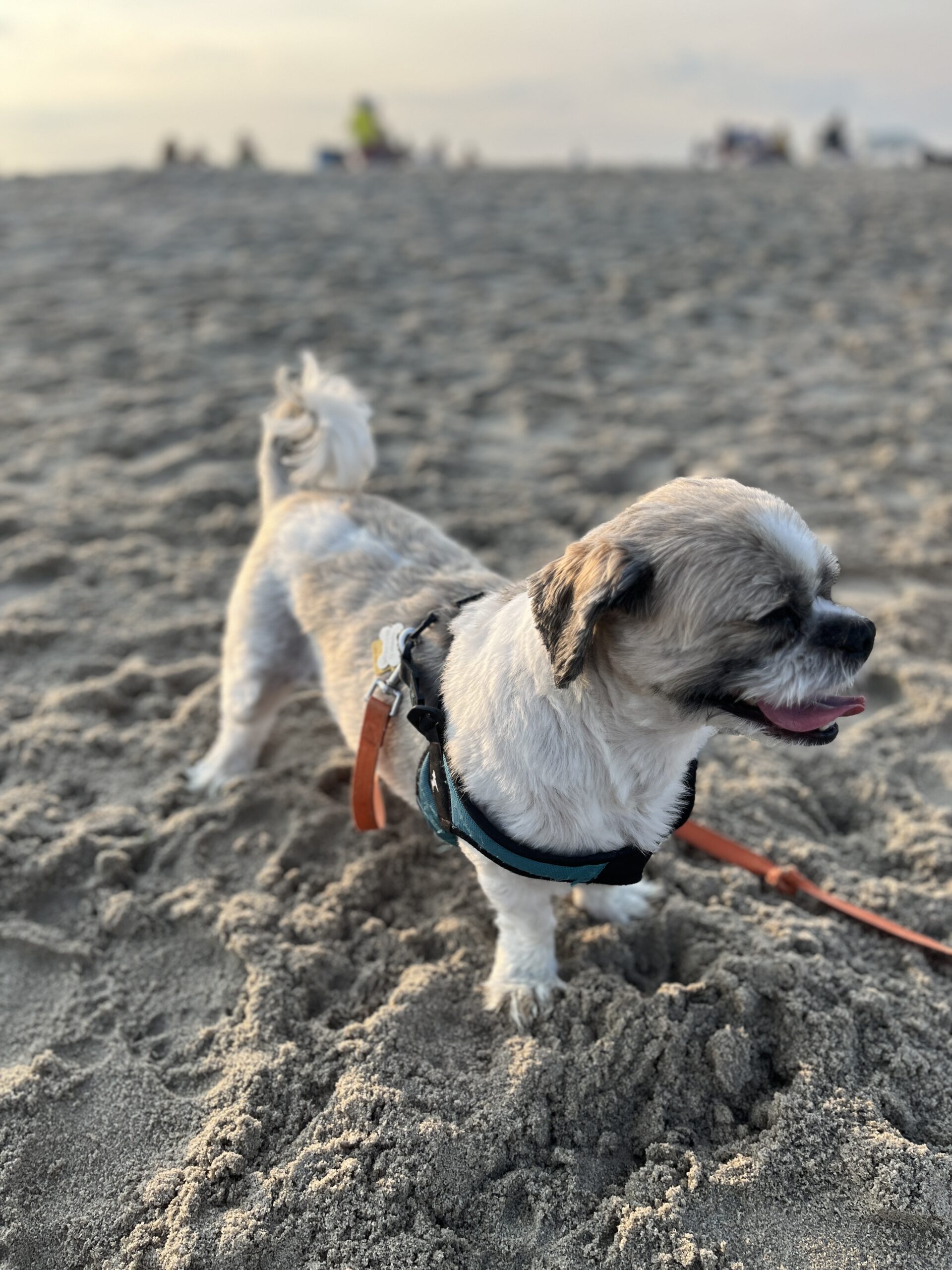 small Shih Tzu dog on the beach
