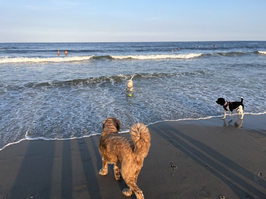 dogs having fun on Asbury Park dog beach