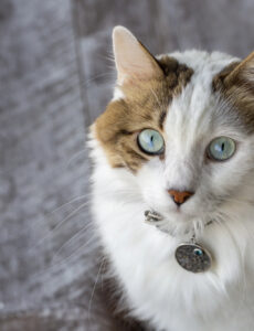 multicolored cat wearing a cat collar
