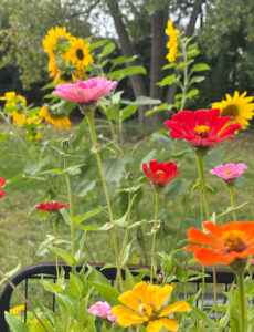zinnias and sunflowers planted in raised garden beds