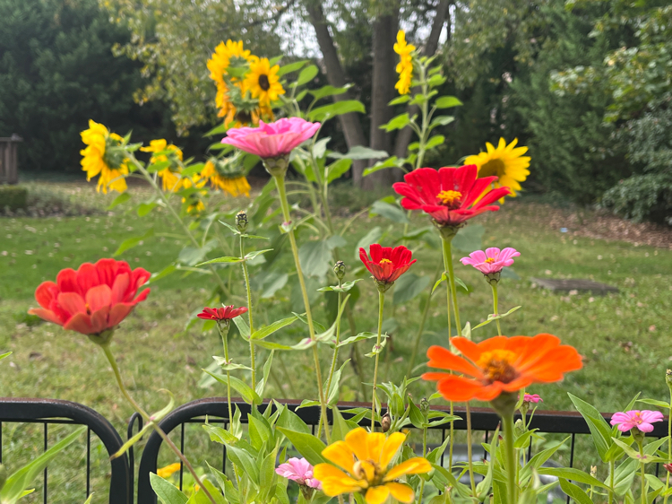 zinnias and sunflowers planted in raised garden beds