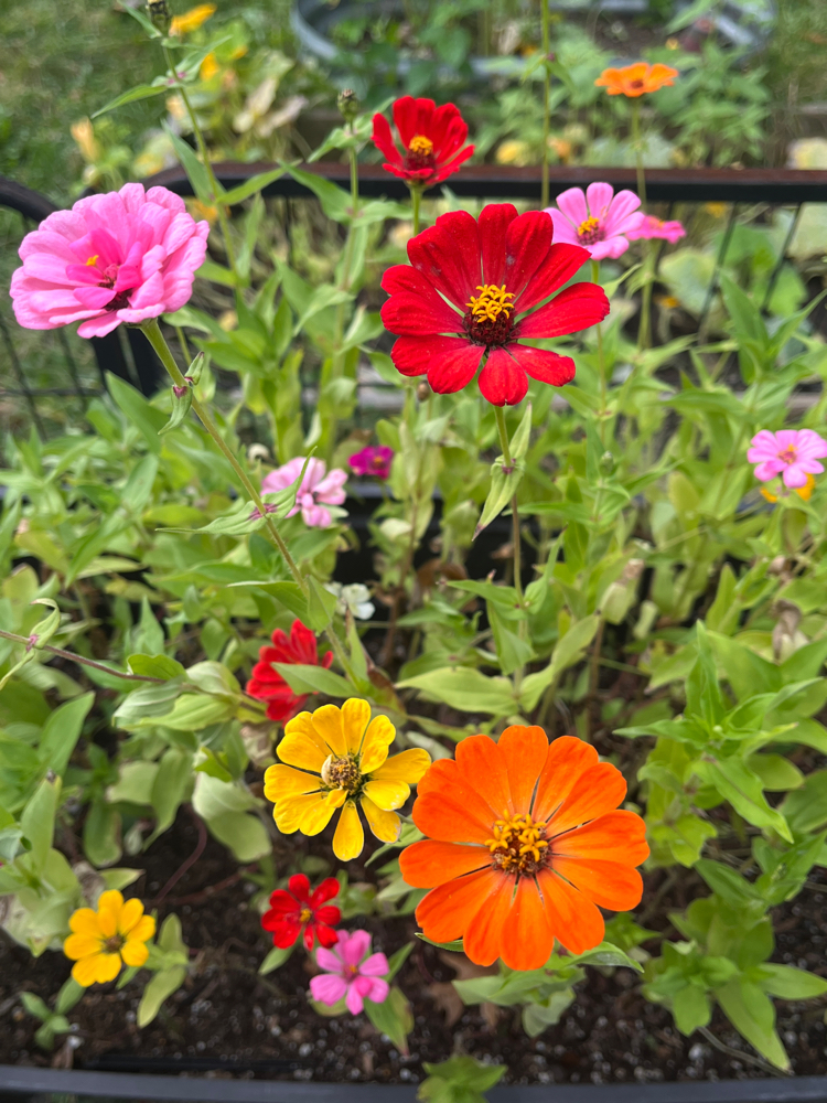 zinnias