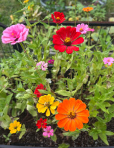 zinnias