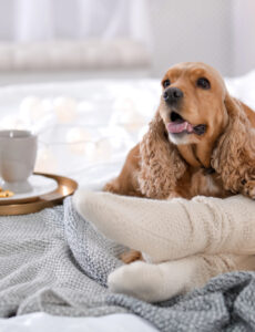 a cocker spaniel leaning against their owner