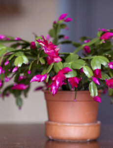 a blooming Christmas cactus plant