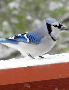 bluejay on snowy railing