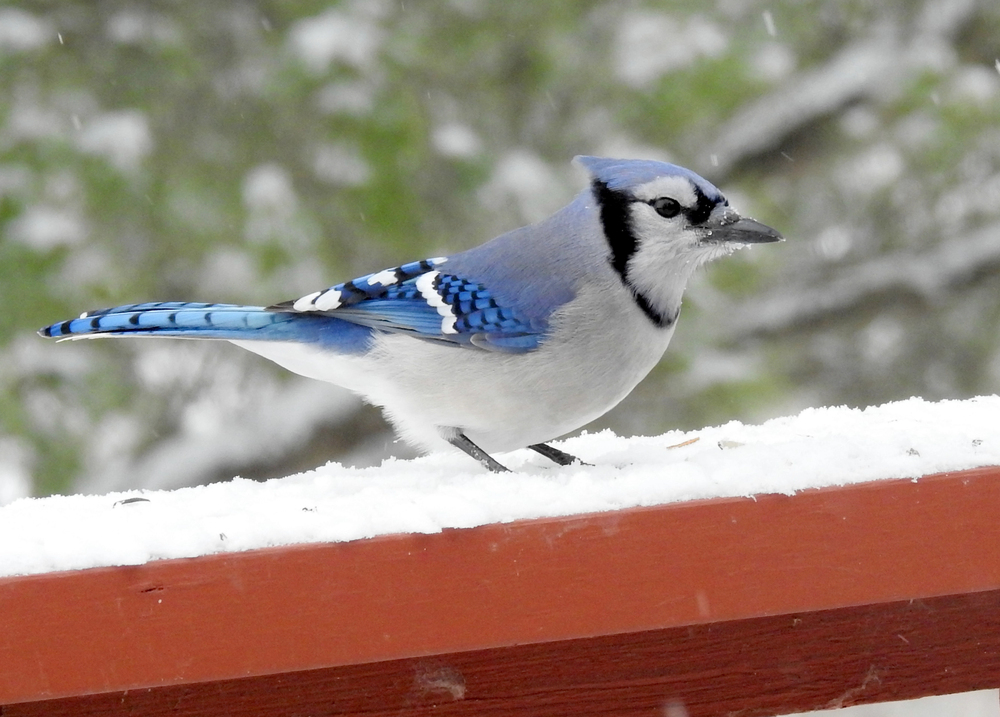 Birds are lovely to watch and hear—but when they start damaging your garden or leaving unwanted messes, they can become a nuisance. Take a look at these eco-friendly tips for discouraging them without causing harm.