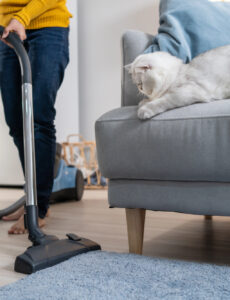 vacuuming living room with cat nearby