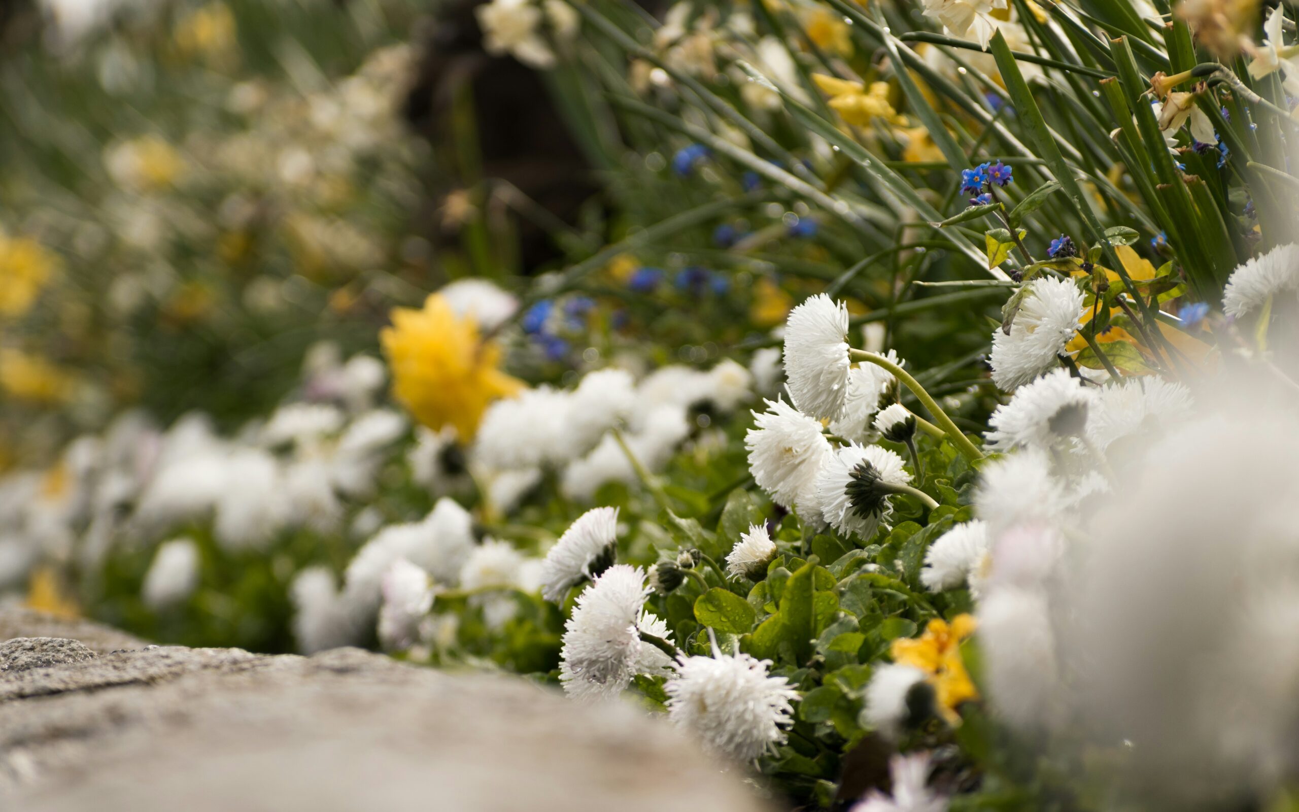 flowers in garden