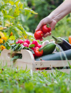 harvest, vegetables