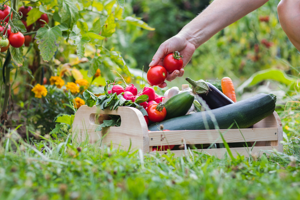 harvest, vegetables