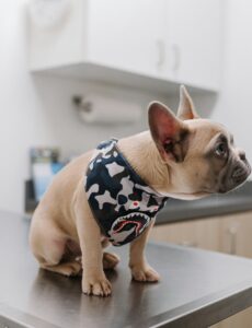 dog, vet