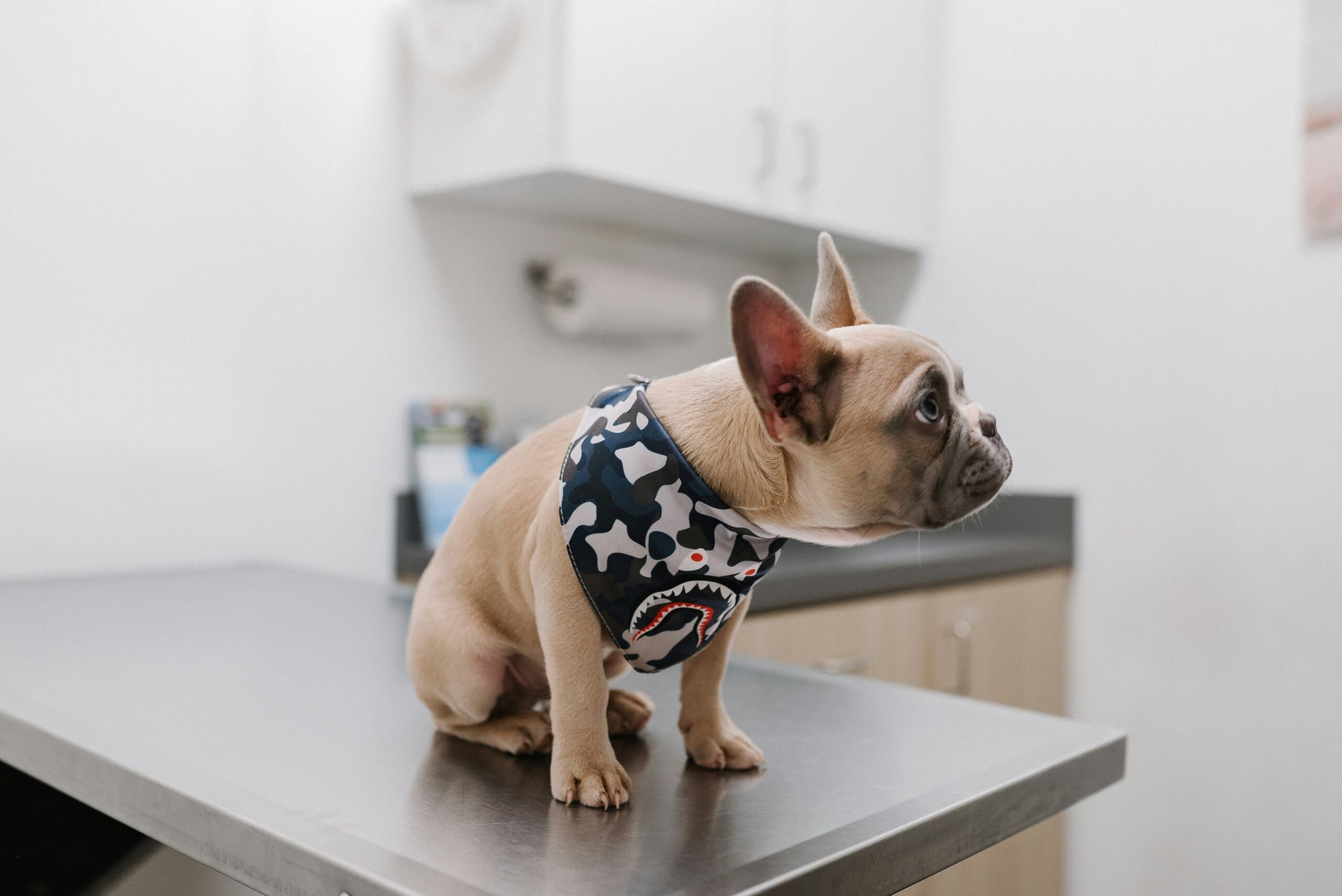dog, vet