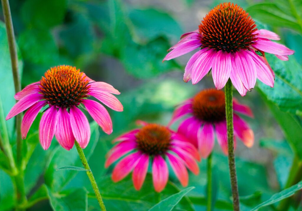 coneflowers