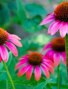 coneflowers